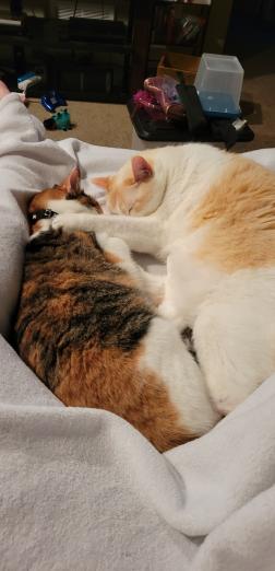 Colby and Moo cuddling