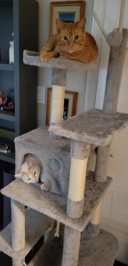 Colby and Jack in the cat tower