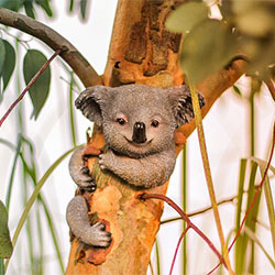 smiling koala in a tree