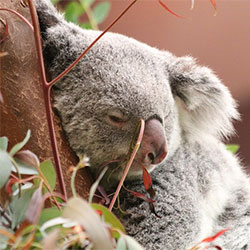 sleepy koala in a tree