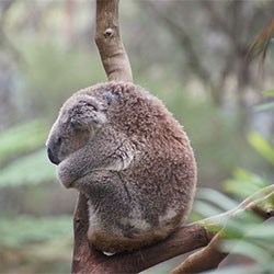koala curled inward in a tree
