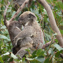 two koala's in a tree cuddling