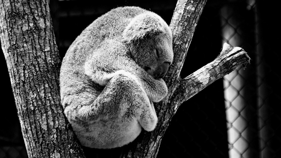 a black and white koala bear