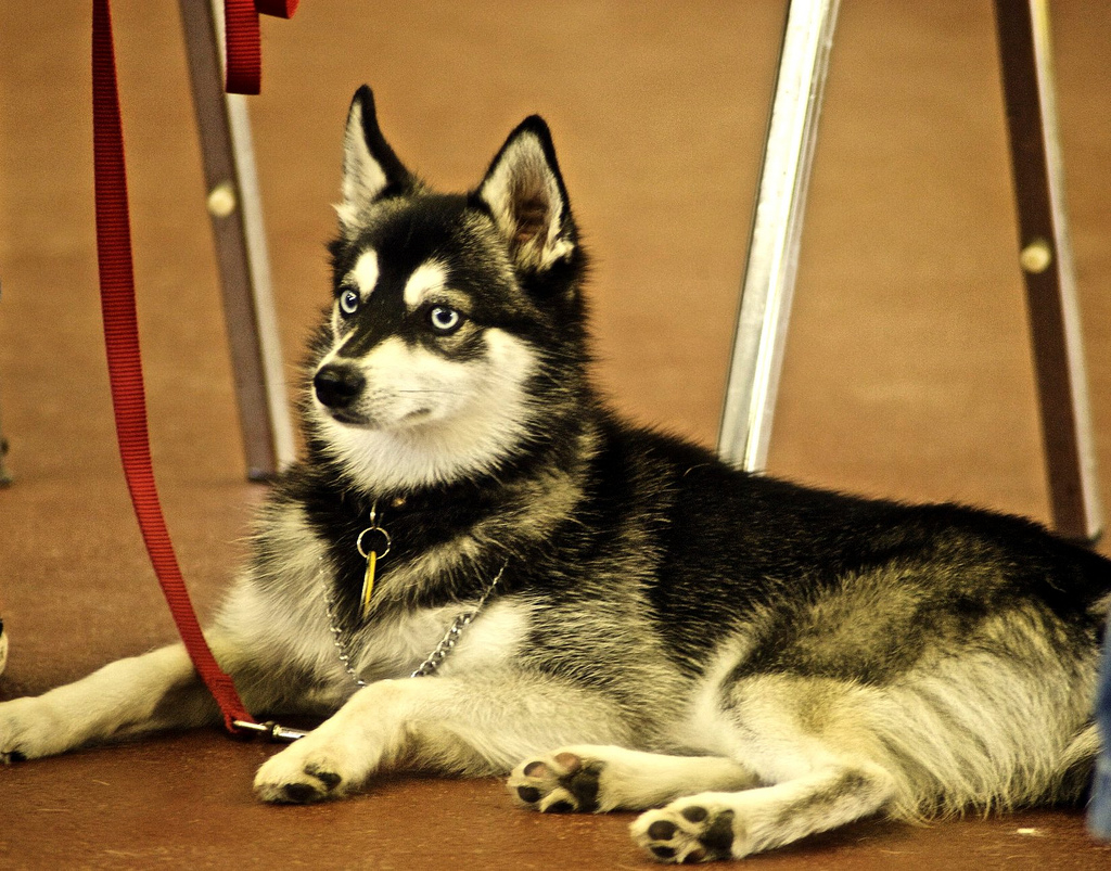 alaskan klee kai