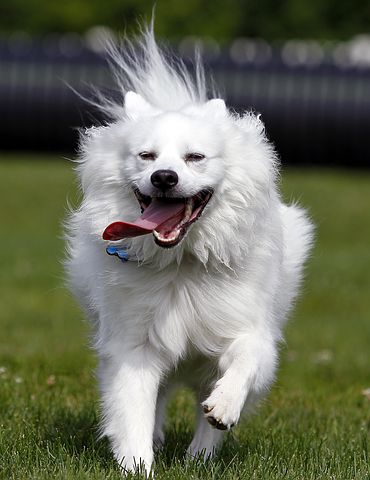 A picture of Marshmellow.