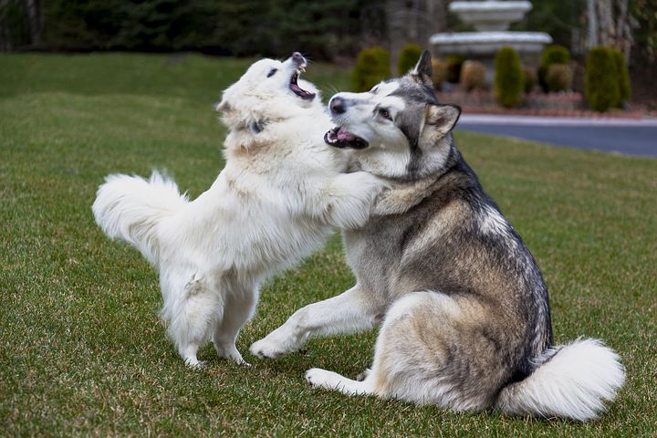 a husky and eskimo play fighting