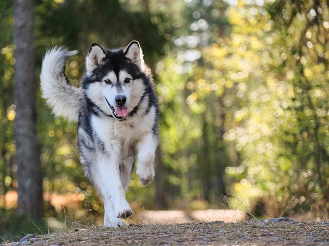 a husky running in the snow