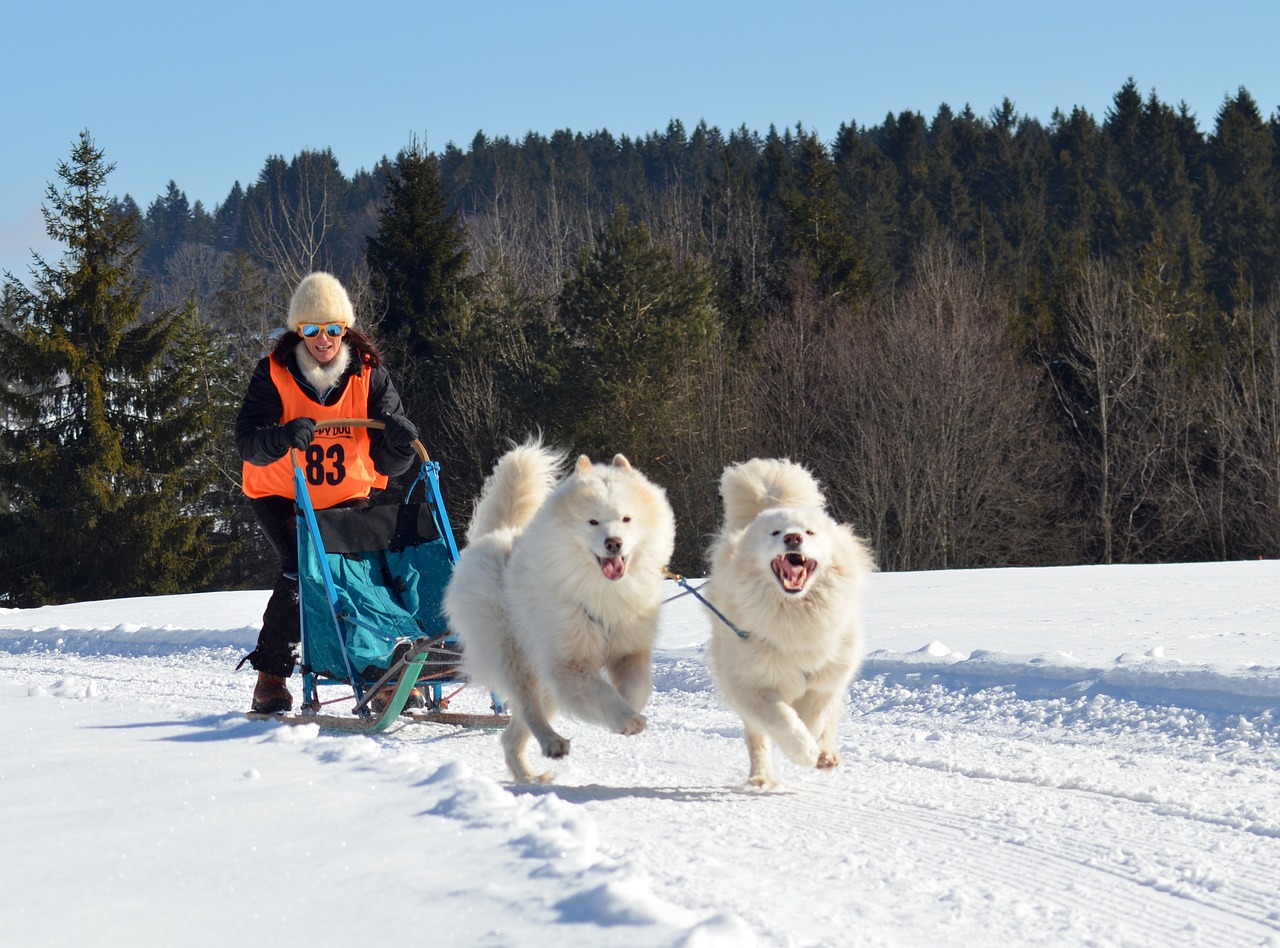 Samoyed dogs pulling a sled