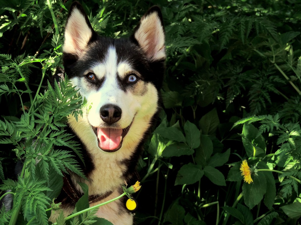 siberian husky