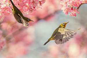 A humming bird flying next to cherry blossoms.