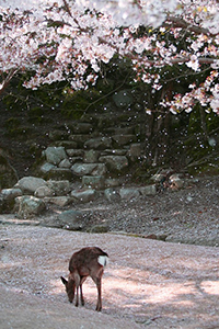 A deer in Japan.