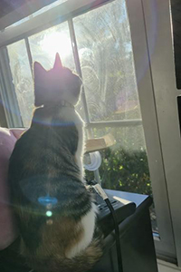 A picture of my calico cat Moo looking outside a window.