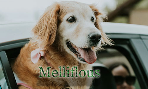 A picture of a dog sticking it's head out the window with meliflous looking like it is grass forming the word.