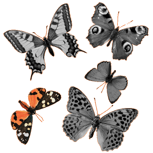 A picture of one butterfly colored.