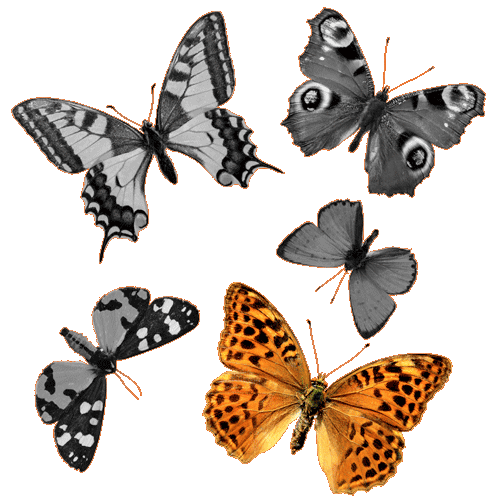 A picture of one butterfly colored.