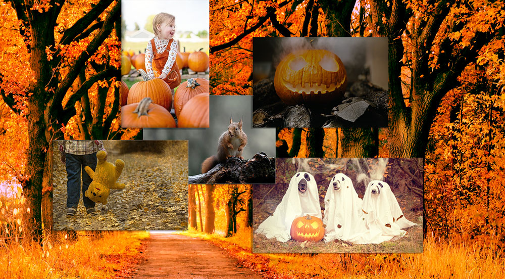 A college of fall images.