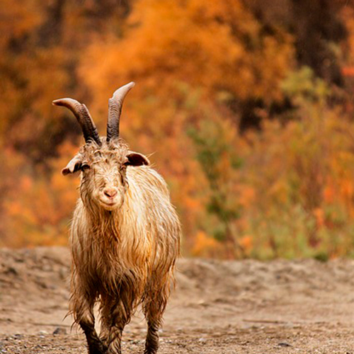 An AI generated black cat photo.