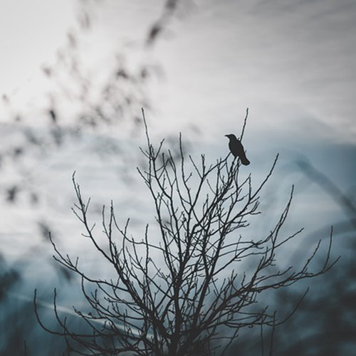 An AI generated black cat photo.