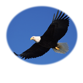 A photo of an eagle flying.