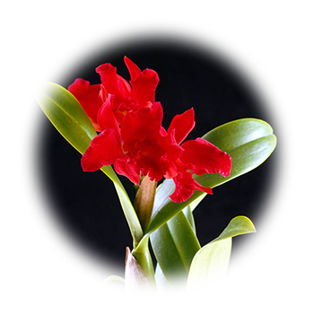 A photo of a some red flowers.