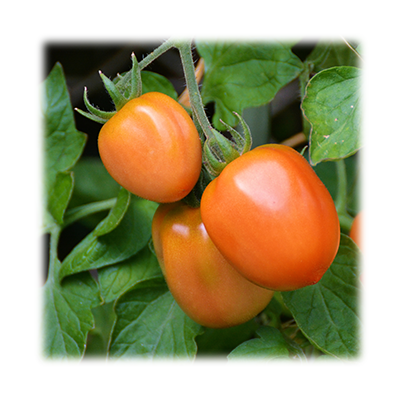 A photo of some big red tomatoes.