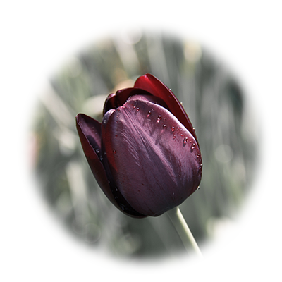 A photo of a tulip. 