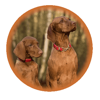 A photo of two weiner dogs.